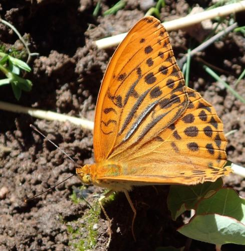 Réf. 235 532 : Argynnis paphia
